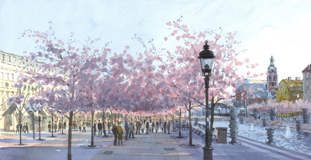 Reproducerad akvarell/giclée - Körsbärsträden blommar i Kungsträdgården